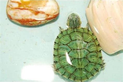 農曆七月出生的寶寶 不適合養烏龜的生肖